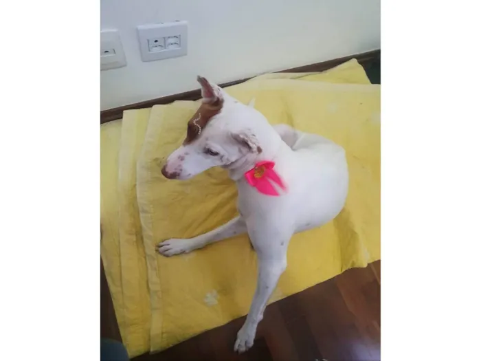 Cachorro ra a SRD-ViraLata com pitbull  idade 2 anos nome LUNA