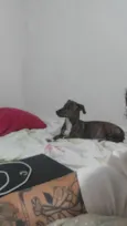Pongo