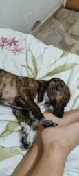 Pongo