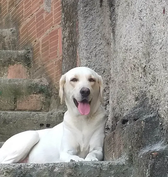 Cachorro ra a Labrador idade 3 anos nome Lupita 