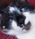 Félix