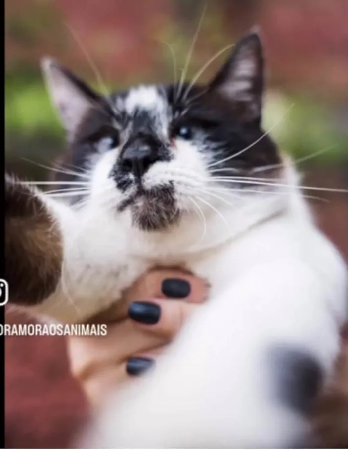 Gato ra a SRD-siamesado idade 1 ano nome Félix