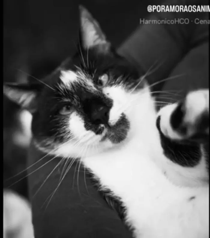 Gato ra a SRD-siamesado idade 1 ano nome Félix