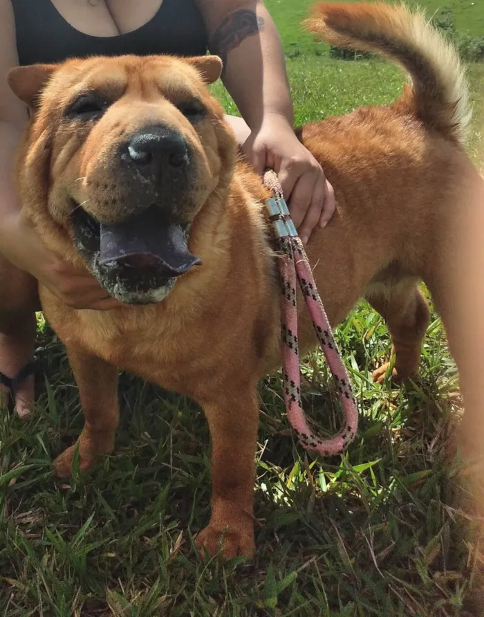 Cachorro ra a Sharpei idade 6 ou mais anos nome Sophia