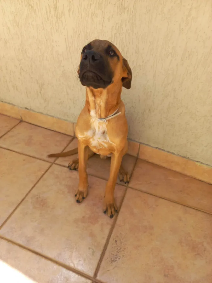 Cachorro ra a SRD-ViraLata idade 7 a 11 meses nome Rock