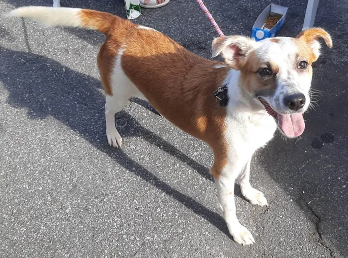 Cachorro ra a Srd idade 2 anos nome Cacau Adotada