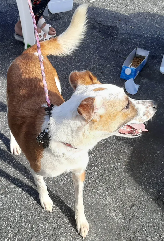 Cachorro ra a Srd idade 2 anos nome Cacau Adotada