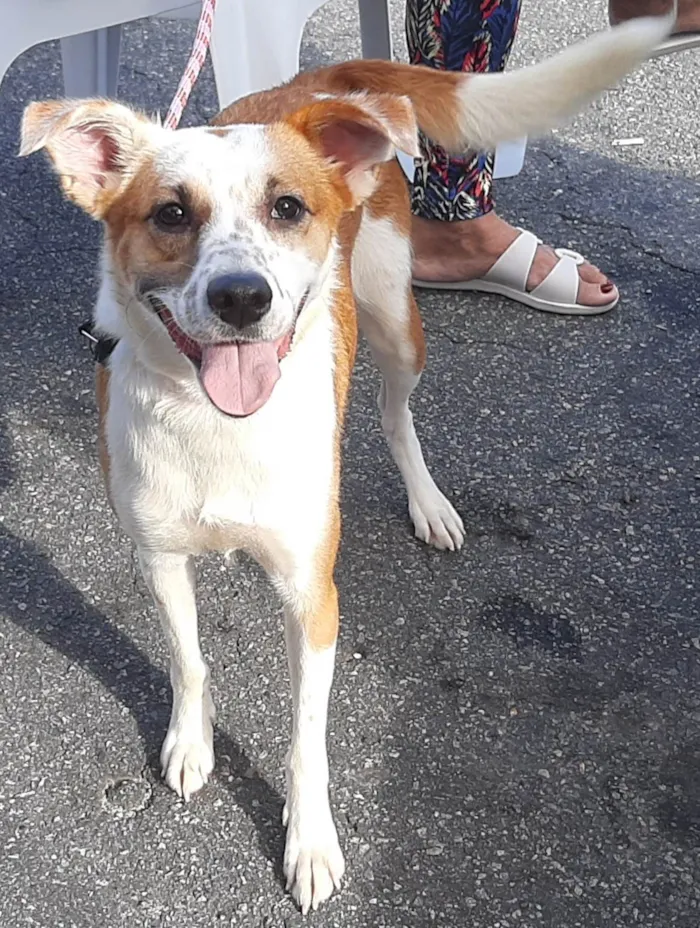 Cachorro ra a Srd idade 2 anos nome Cacau Adotada