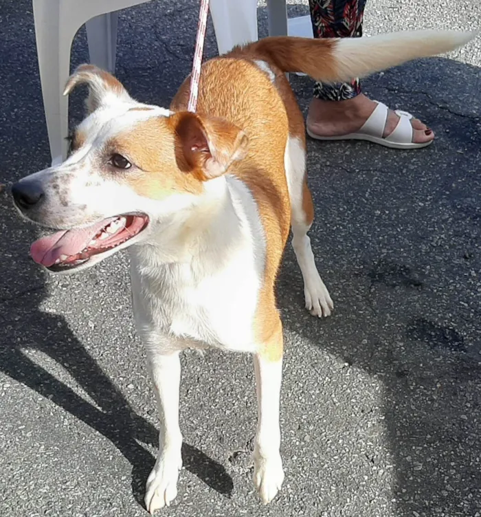 Cachorro ra a Srd idade 2 anos nome Cacau Adotada