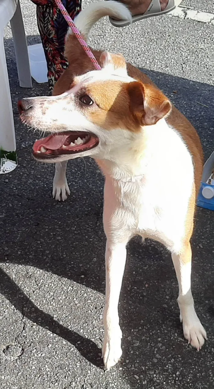 Cachorro ra a Srd idade 2 anos nome Cacau Adotada