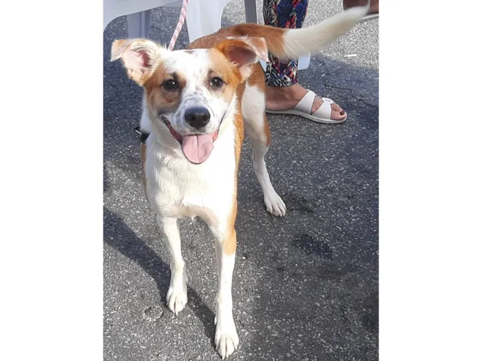 Cachorro ra a Srd idade 2 anos nome Cacau Adotada