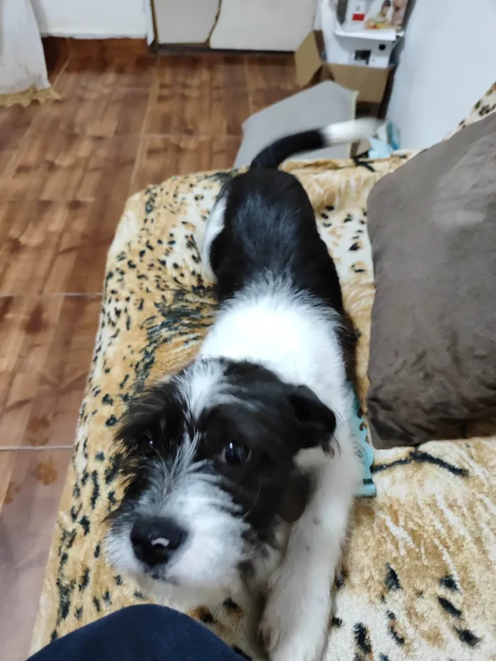 Cachorro ra a Shitzu com Pitbull (não tenho certeza) idade 7 a 11 meses nome JB ( James Bond )