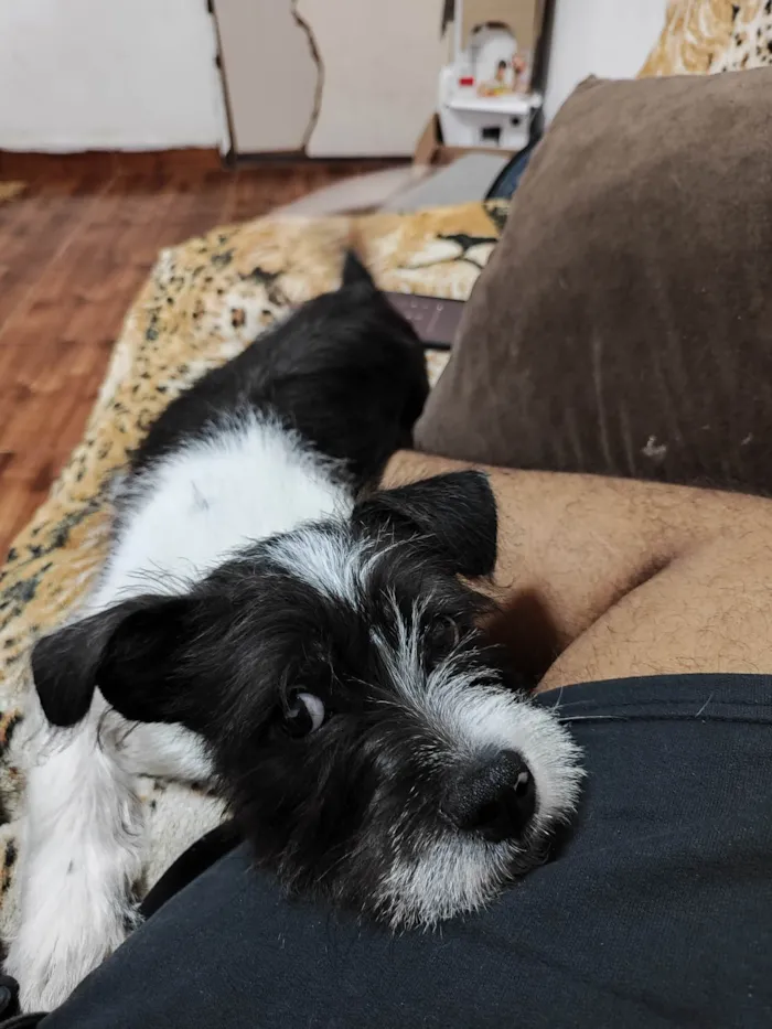 Cachorro ra a Shitzu com Pitbull (não tenho certeza) idade 7 a 11 meses nome JB ( James Bond )