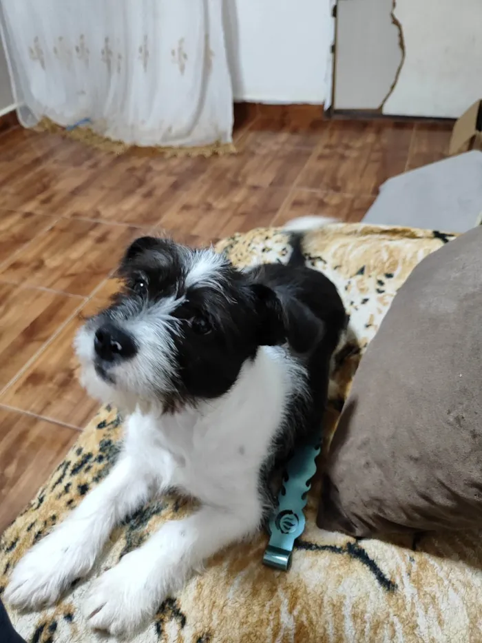 Cachorro ra a Shitzu com Pitbull (não tenho certeza) idade 7 a 11 meses nome JB ( James Bond )