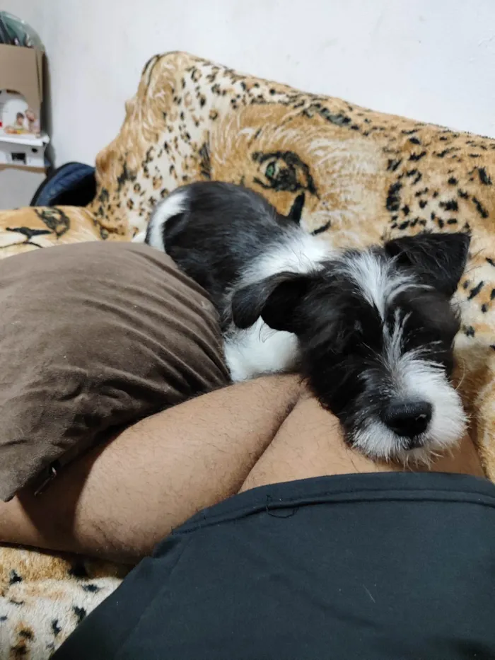 Cachorro ra a Shitzu com Pitbull (não tenho certeza) idade 7 a 11 meses nome JB ( James Bond )