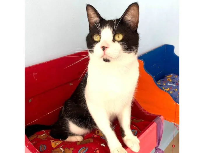 Gato ra a srd frajolinha idade 1 ano nome CHAPLIN