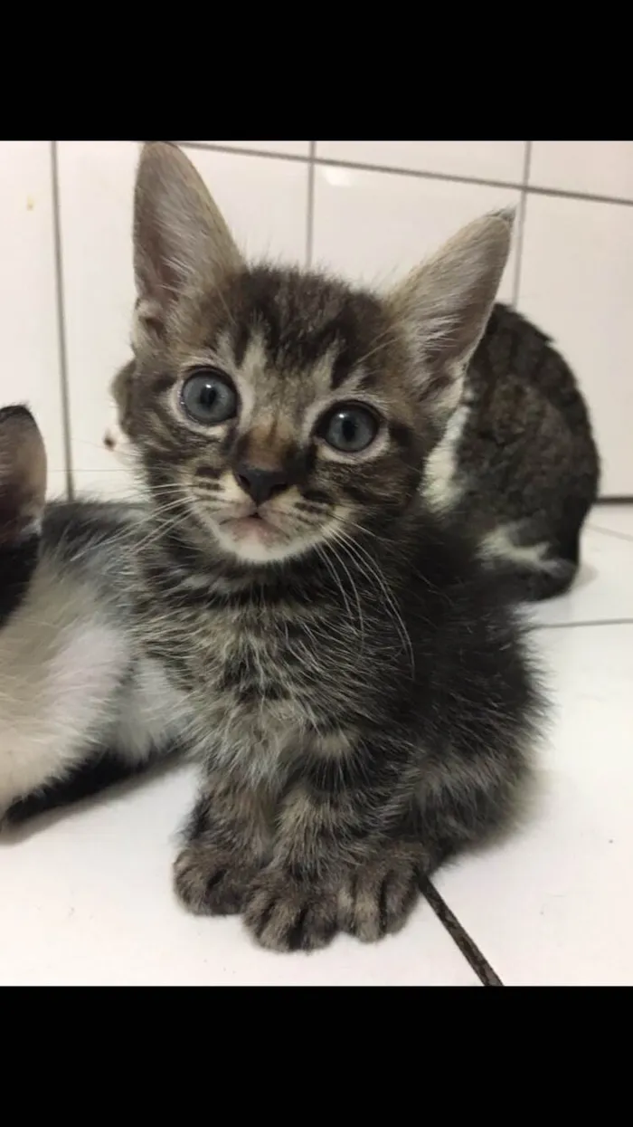 Gato ra a SRD-ViraLata idade 2 a 6 meses nome fistaxo e zuzinho