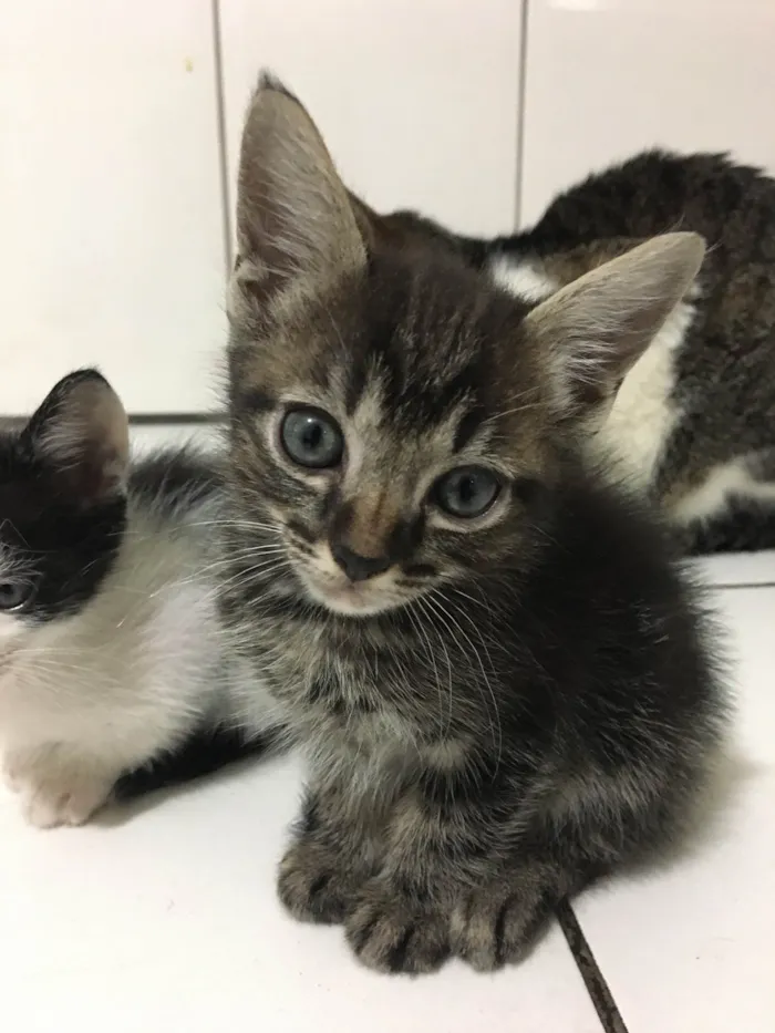 Gato ra a SRD-ViraLata idade 2 a 6 meses nome fistaxo e zuzinho