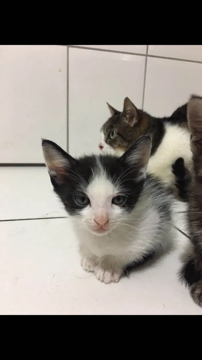 Gato ra a SRD-ViraLata idade 2 a 6 meses nome fistaxo e zuzinho
