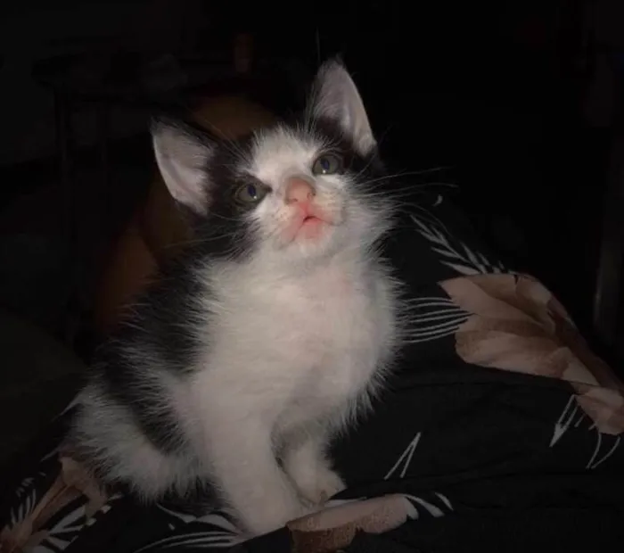 Gato ra a SRD-ViraLata idade 2 a 6 meses nome fistaxo e zuzinho