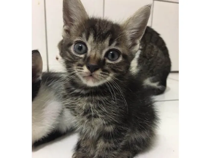Gato ra a SRD-ViraLata idade 2 a 6 meses nome fistaxo e zuzinho
