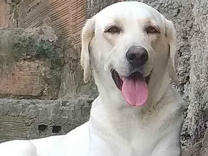 Cachorro ra a Labrador idade 3 anos nome Lupita 