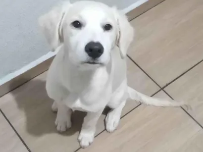 Cachorro raça Labrador idade 2 a 6 meses nome Lucky 