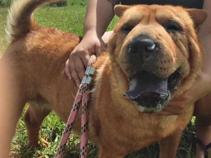 Cachorro ra a Sharpei idade 6 ou mais anos nome Sophia