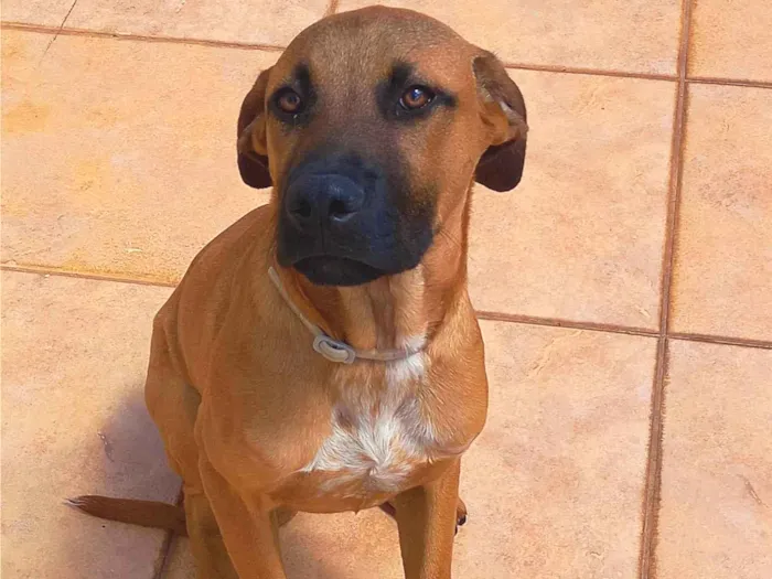 Cachorro ra a SRD-ViraLata idade 7 a 11 meses nome Rock