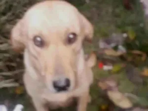 Cachorro raça SRD-ViraLata idade 4 anos nome Caramela e Julieta