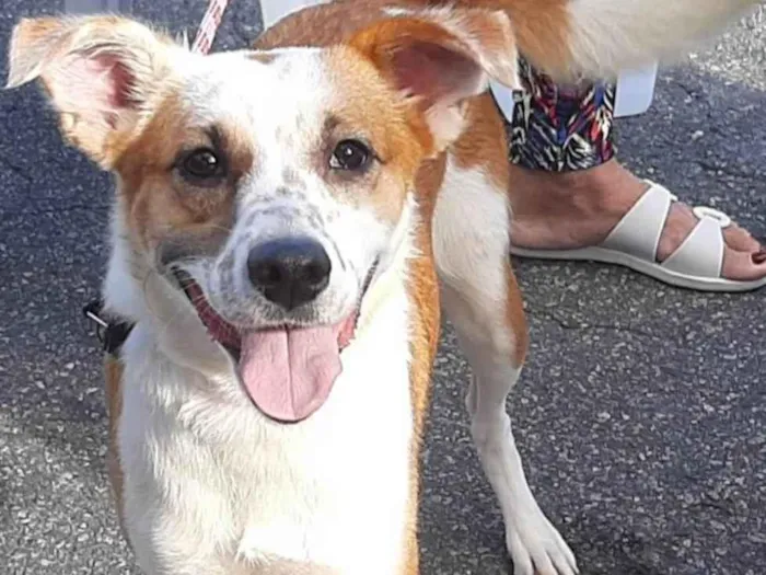 Cachorro ra a Srd idade 2 anos nome Cacau Adotada