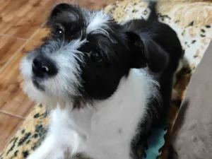 Cachorro raça Shitzu com Pitbull (não tenho certeza) idade 7 a 11 meses nome JB ( James Bond )