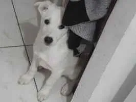 Cachorro ra a samoieda misturado com vira-lata  idade 2 a 6 meses nome Apollo