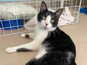 Gato raça srd frajolinha idade 1 ano nome CHAPLIN