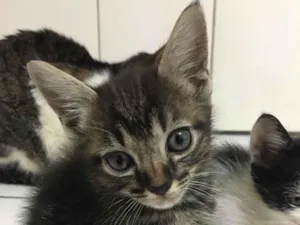 Gato raça SRD-ViraLata idade 2 a 6 meses nome fistaxo e zuzinho