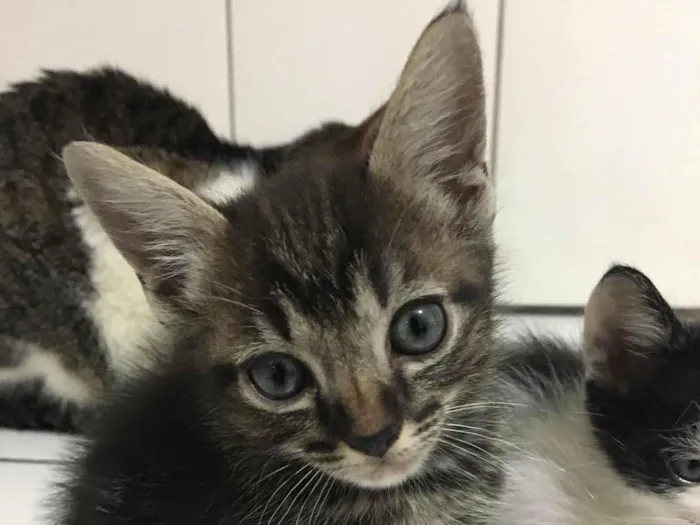 Gato ra a SRD-ViraLata idade 2 a 6 meses nome fistaxo e zuzinho