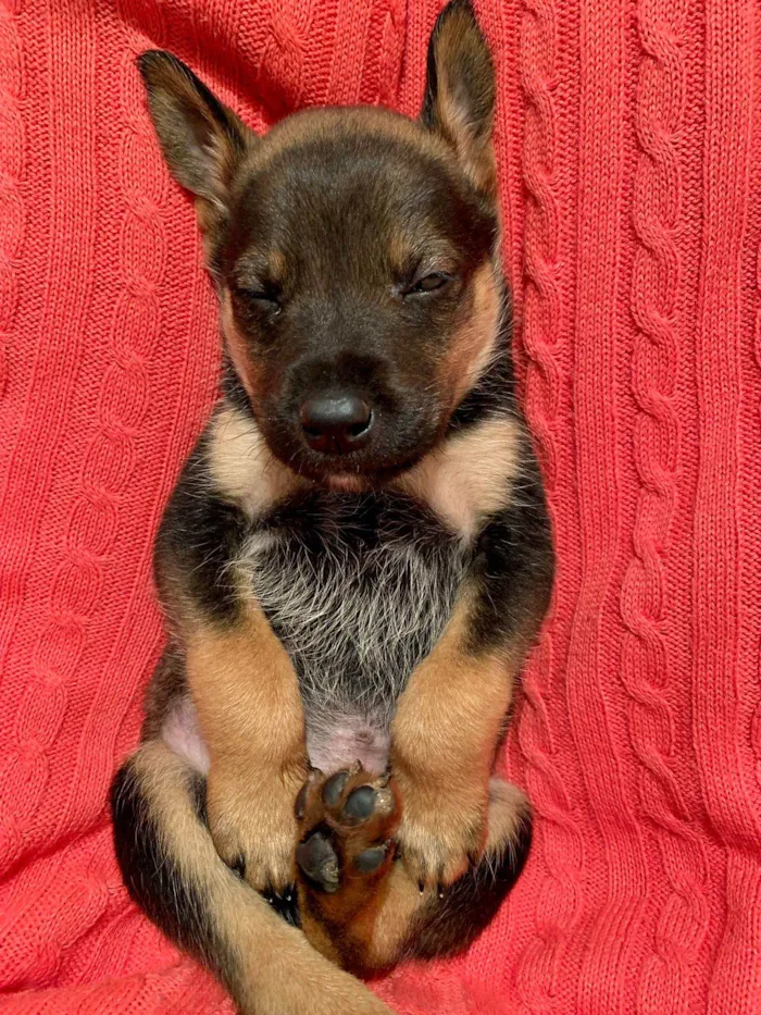 Cachorro ra a Linda idade Abaixo de 2 meses nome Max 