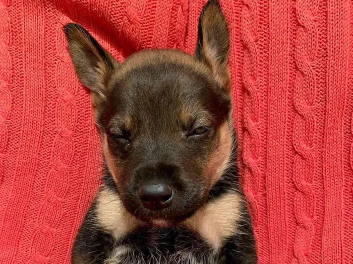 Cachorro ra a Linda idade Abaixo de 2 meses nome Max 