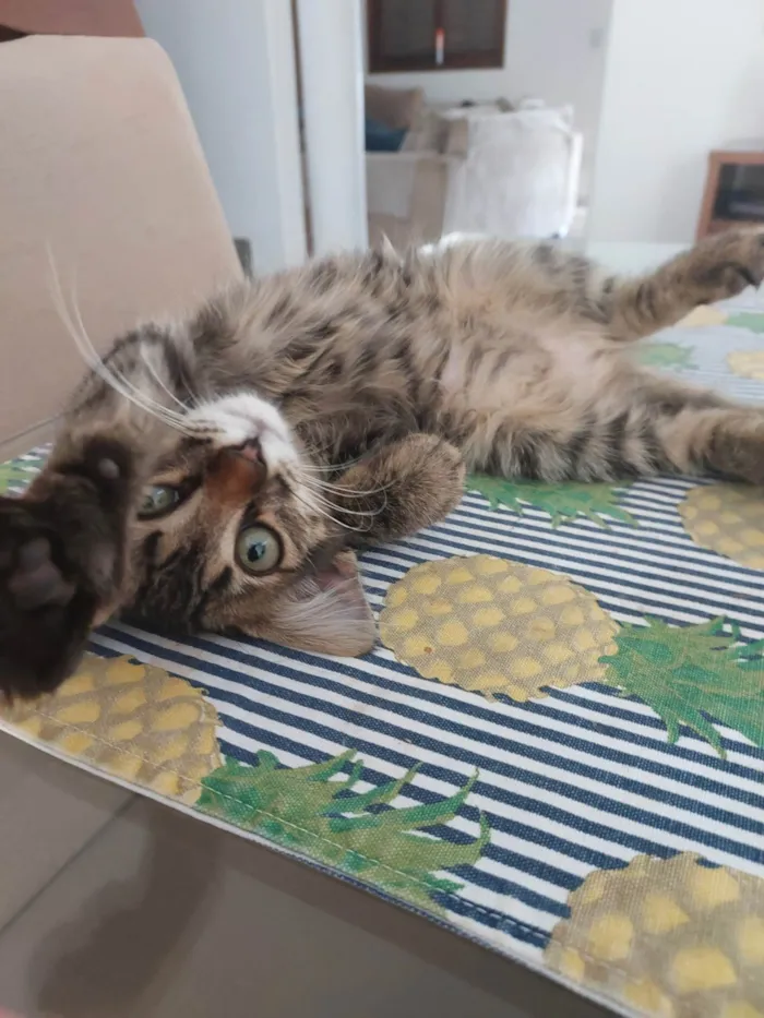 Gato ra a SRD-ViraLata idade 2 a 6 meses nome Sem nome 
