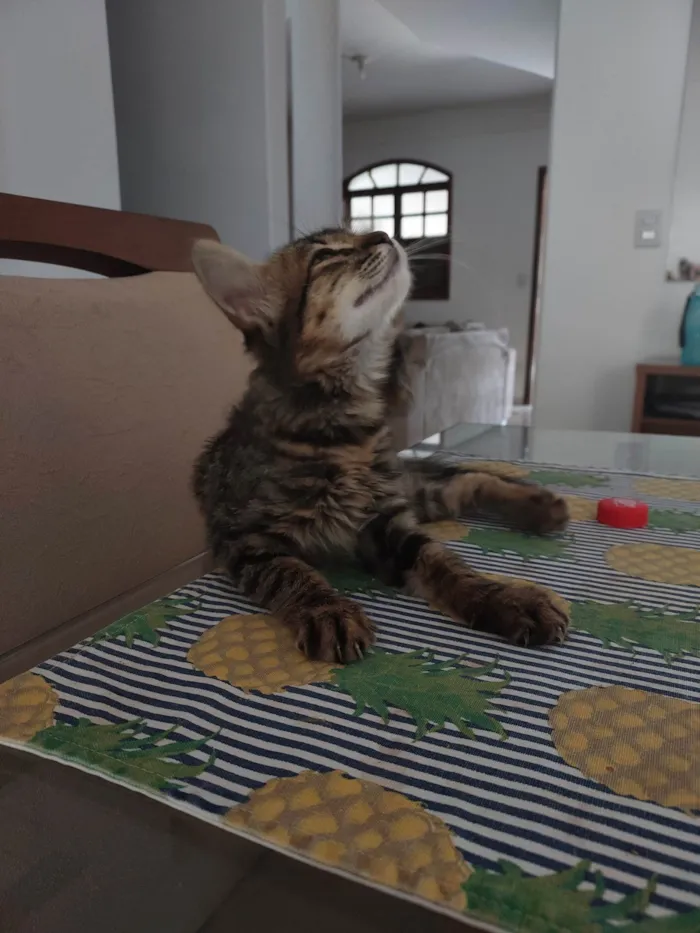 Gato ra a SRD-ViraLata idade 2 a 6 meses nome Sem nome 