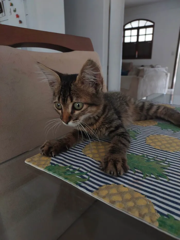 Gato ra a SRD-ViraLata idade 2 a 6 meses nome Sem nome 