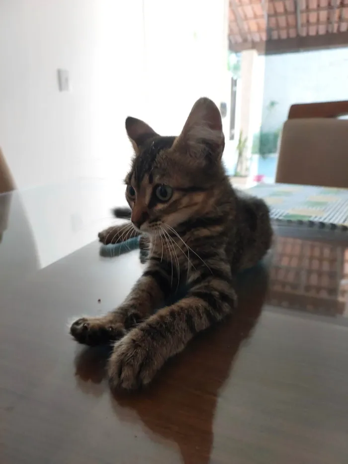 Gato ra a SRD-ViraLata idade 2 a 6 meses nome Sem nome 