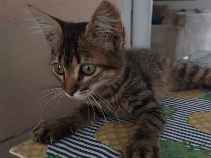Gato ra a SRD-ViraLata idade 2 a 6 meses nome Sem nome 
