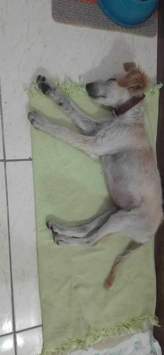 Cachorro ra a SRD-ViraLata idade 2 a 6 meses nome Snooppy