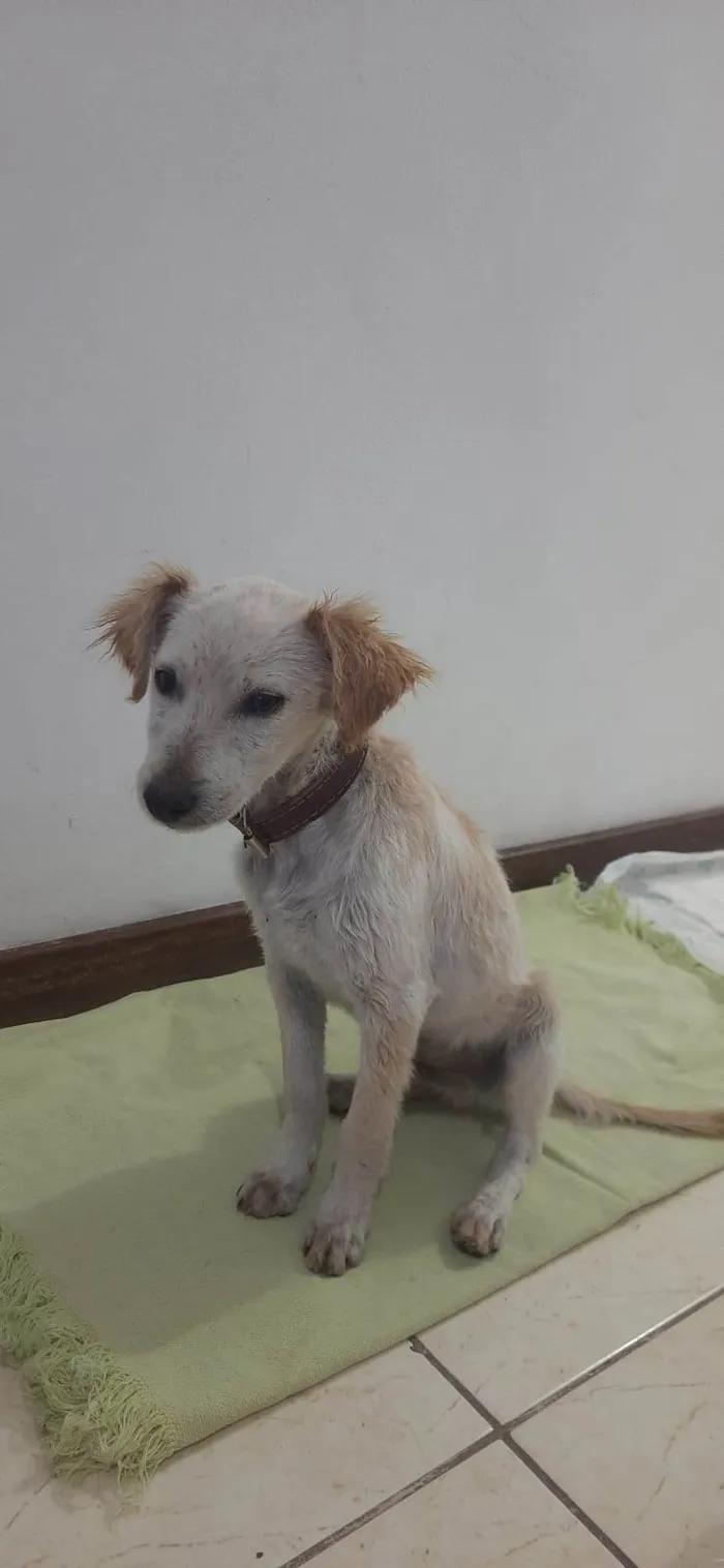 Cachorro ra a SRD-ViraLata idade 2 a 6 meses nome Snooppy