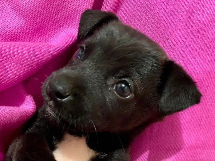 Cachorro ra a SRD-ViraLata idade Abaixo de 2 meses nome Molly