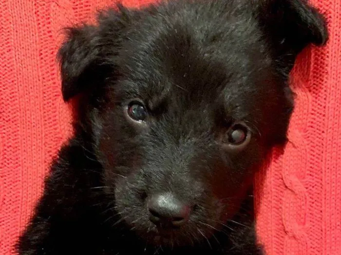 Cachorro ra a SRD-ViraLata idade Abaixo de 2 meses nome Martin