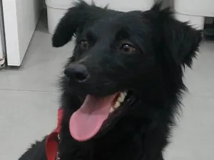 Cachorro raça SRD-ViraLata idade 7 a 11 meses nome Penelope