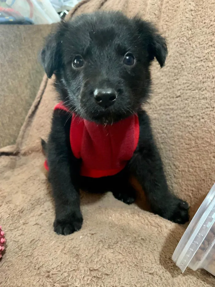 Cachorro ra a SRD-ViraLata idade Abaixo de 2 meses nome Pingo 