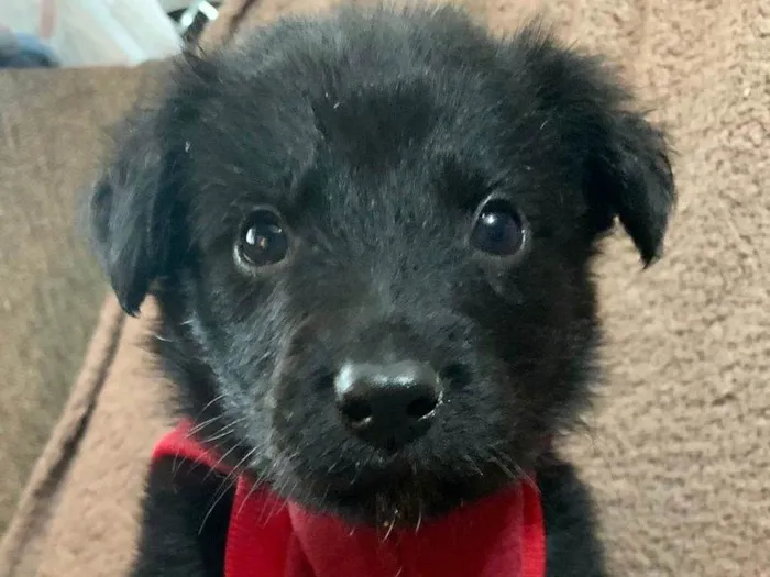 Cachorro ra a SRD-ViraLata idade Abaixo de 2 meses nome Pingo 